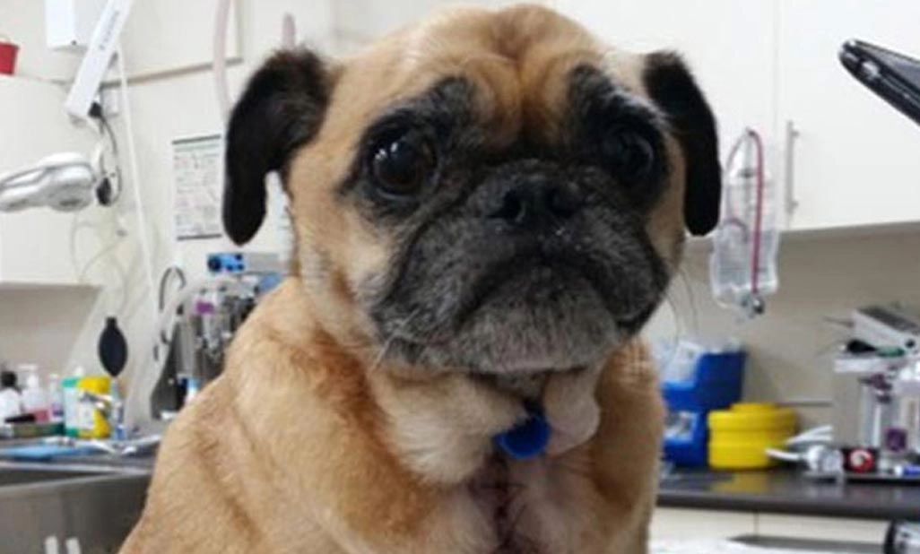 Marley – an 8 year old Pug who underwent a Tracheotomy and Soft Palate Resection