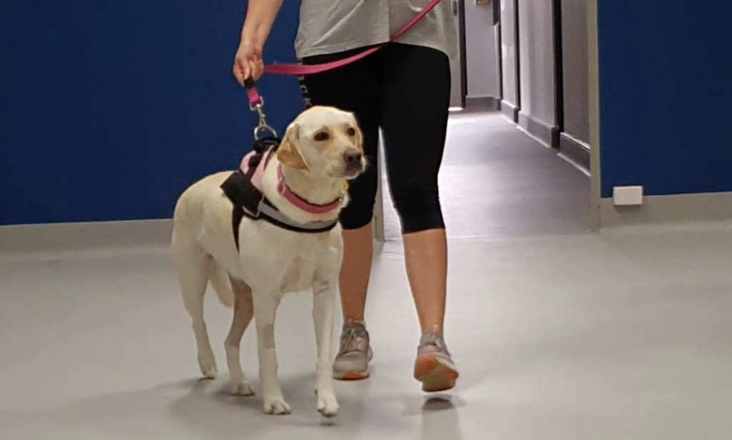 Molly – 2 year old Labrador with a Torn ACL