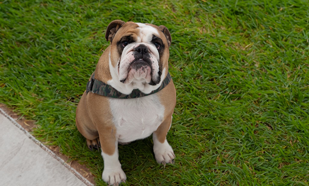 About Us Melbourne Pet Surgery