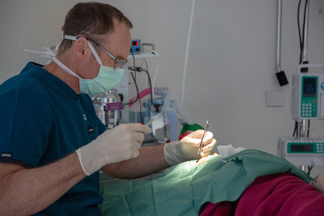 Pet Surgeries, Dog and Cat Surgeries Melbourne Pet Surgery