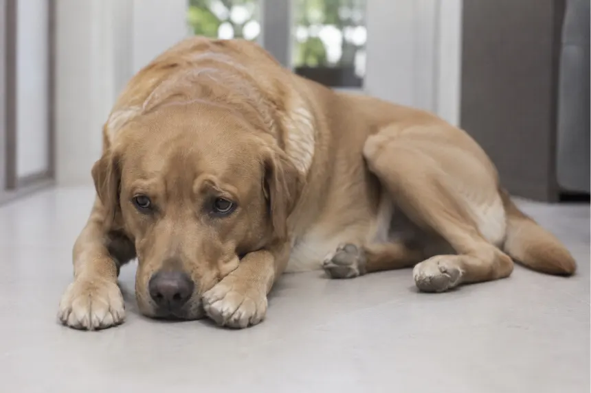 Cranial cruciate ligament rupture in a dog's stifle joint