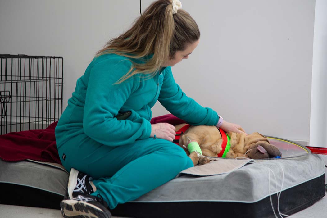 Cat Desexing Male and Female Kitten Desexing Cost in Melbourne