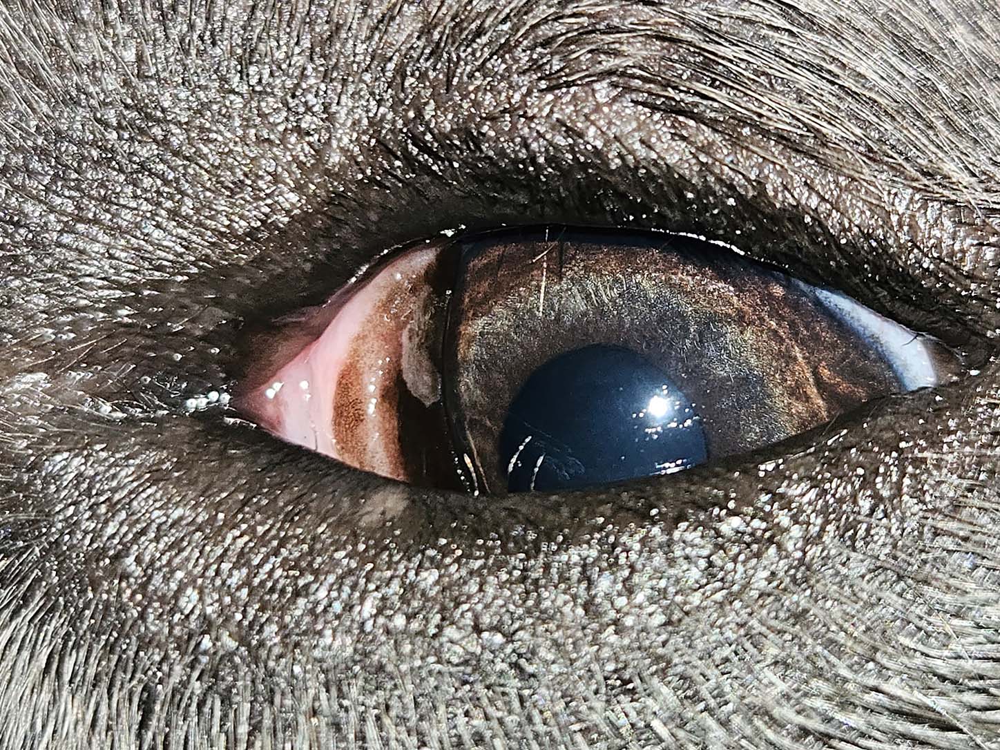 Close-up of distichiasis showing extra eyelashes along a dog’s eyelid