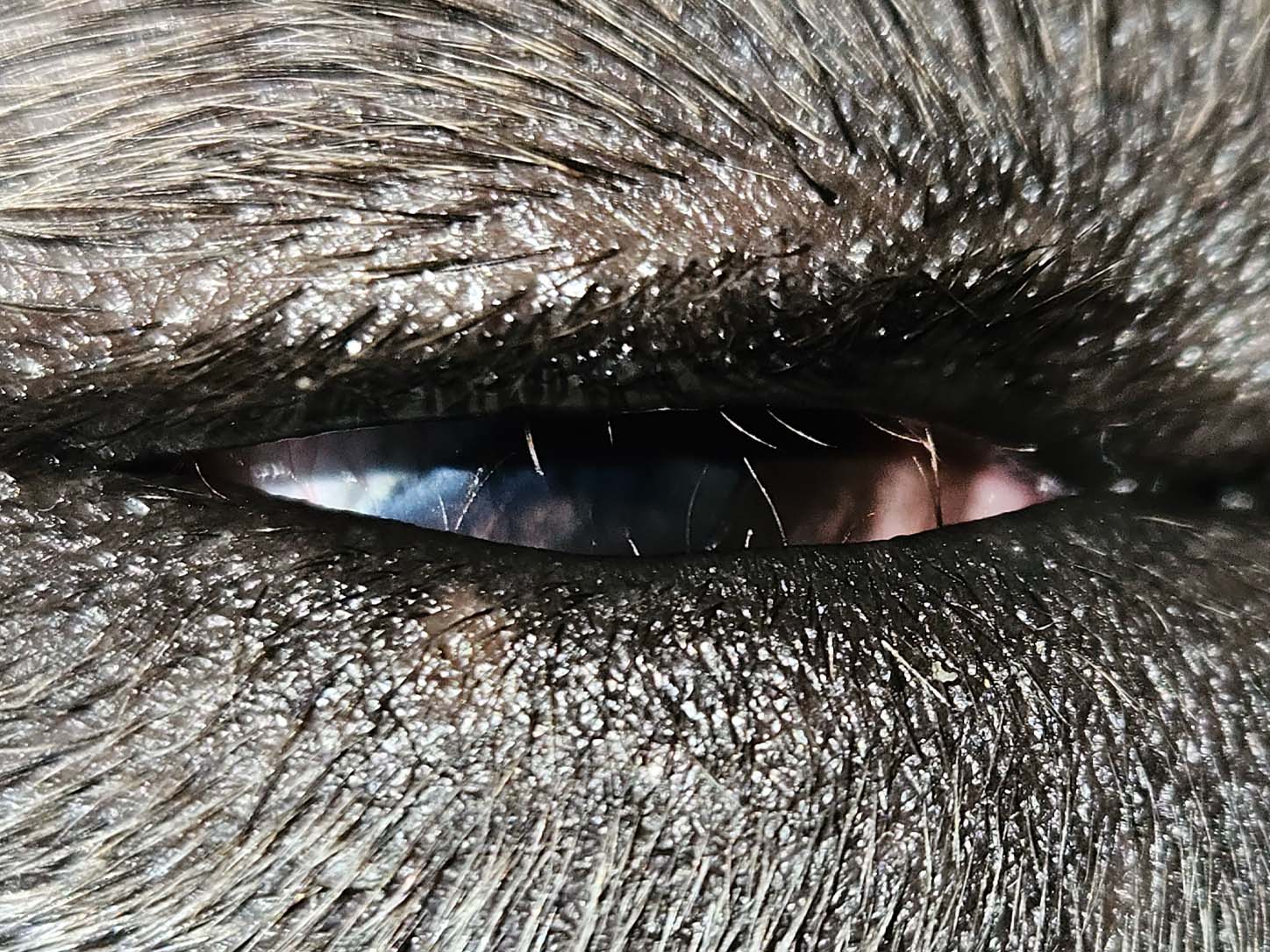 Extra eyelashes rubbing against the surface of a dog’s eye