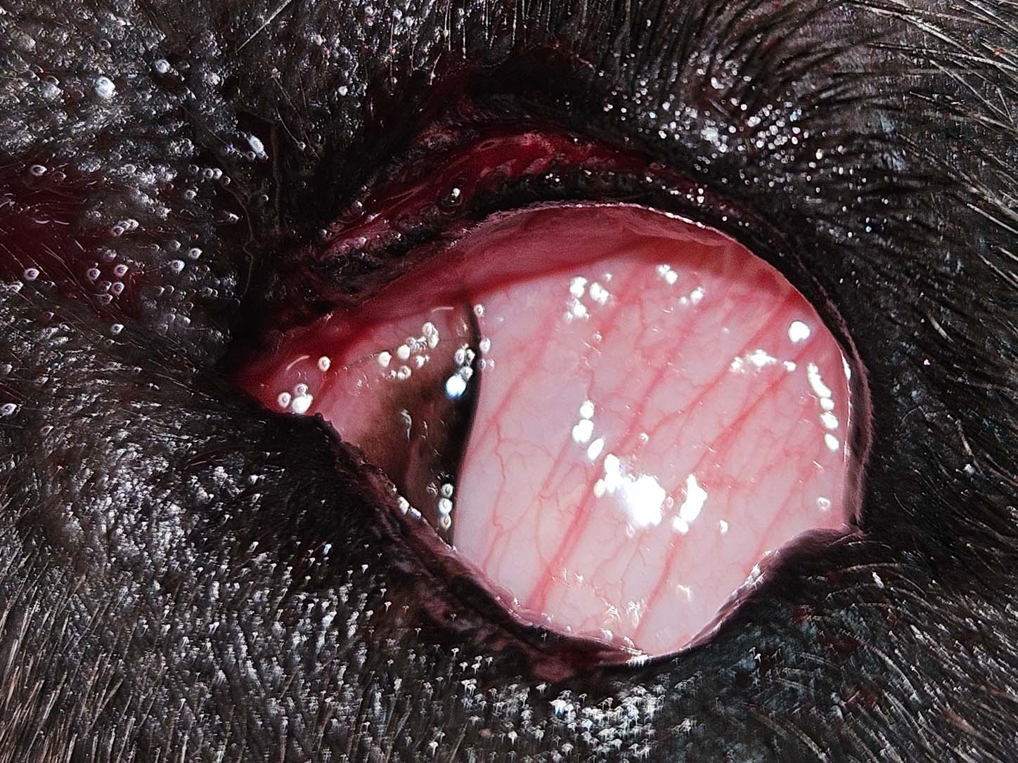Veterinary eye examination showing the inner eyelid of a dog