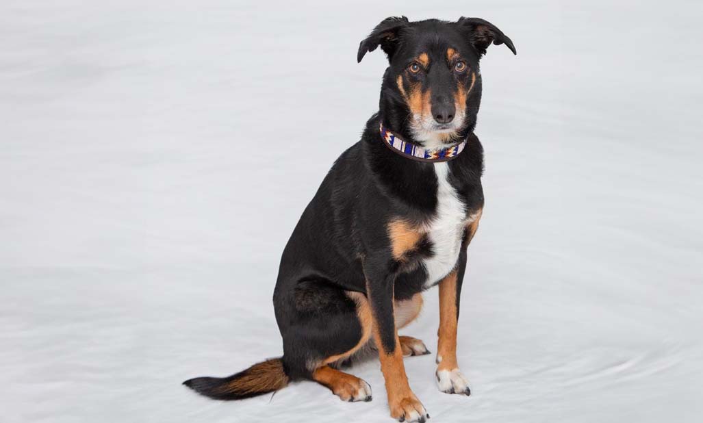 Canine osteosarcoma shop vaccine cost