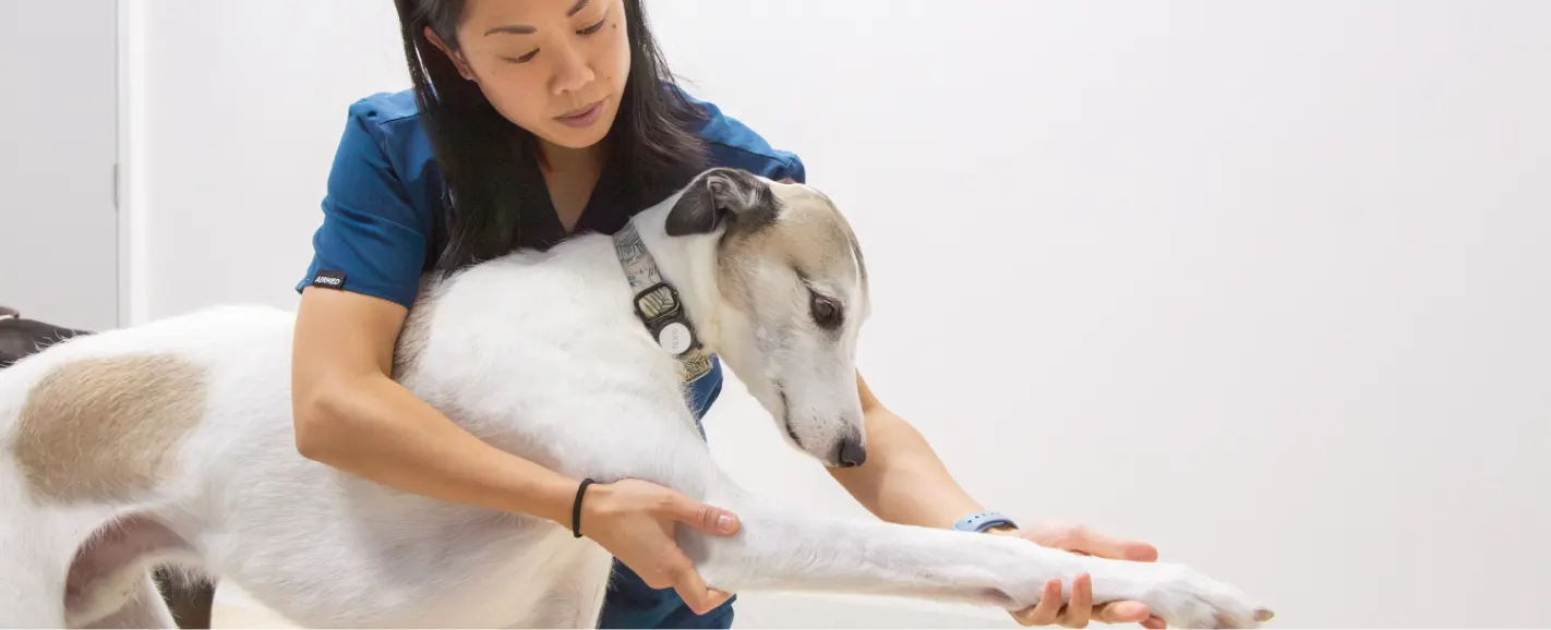 Veterinarian examining a dog's knee before TPLO surgery
