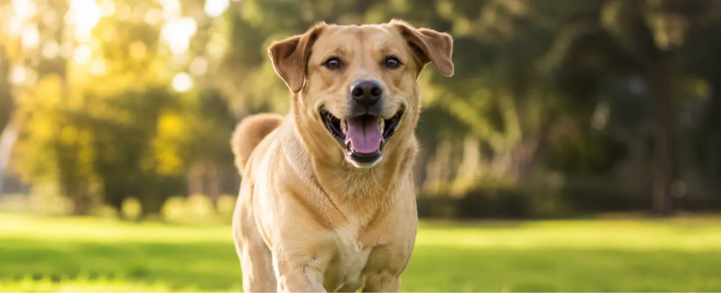 Dog regaining mobility after cruciate ligament surgery