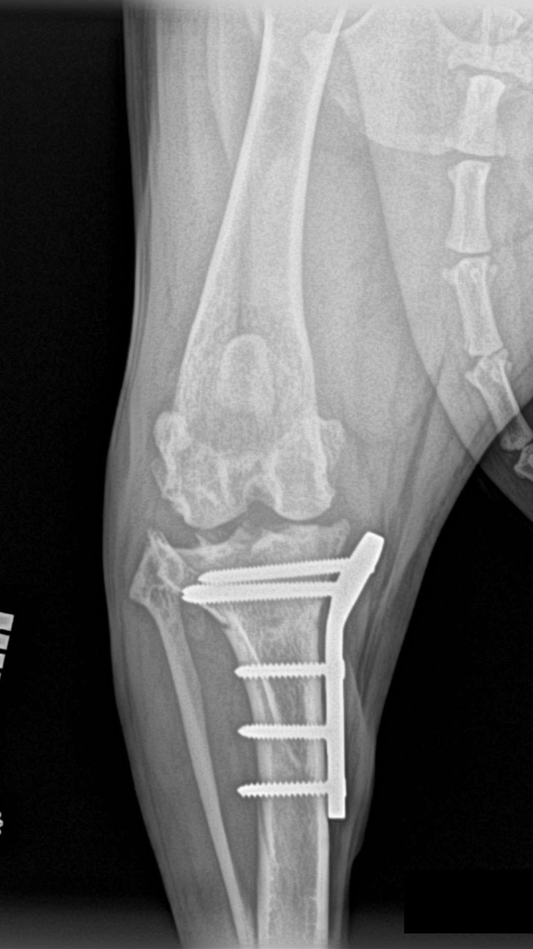 Post-operative TPLO radiograph showing stable plate fixation and corrected tibial plateau alignment