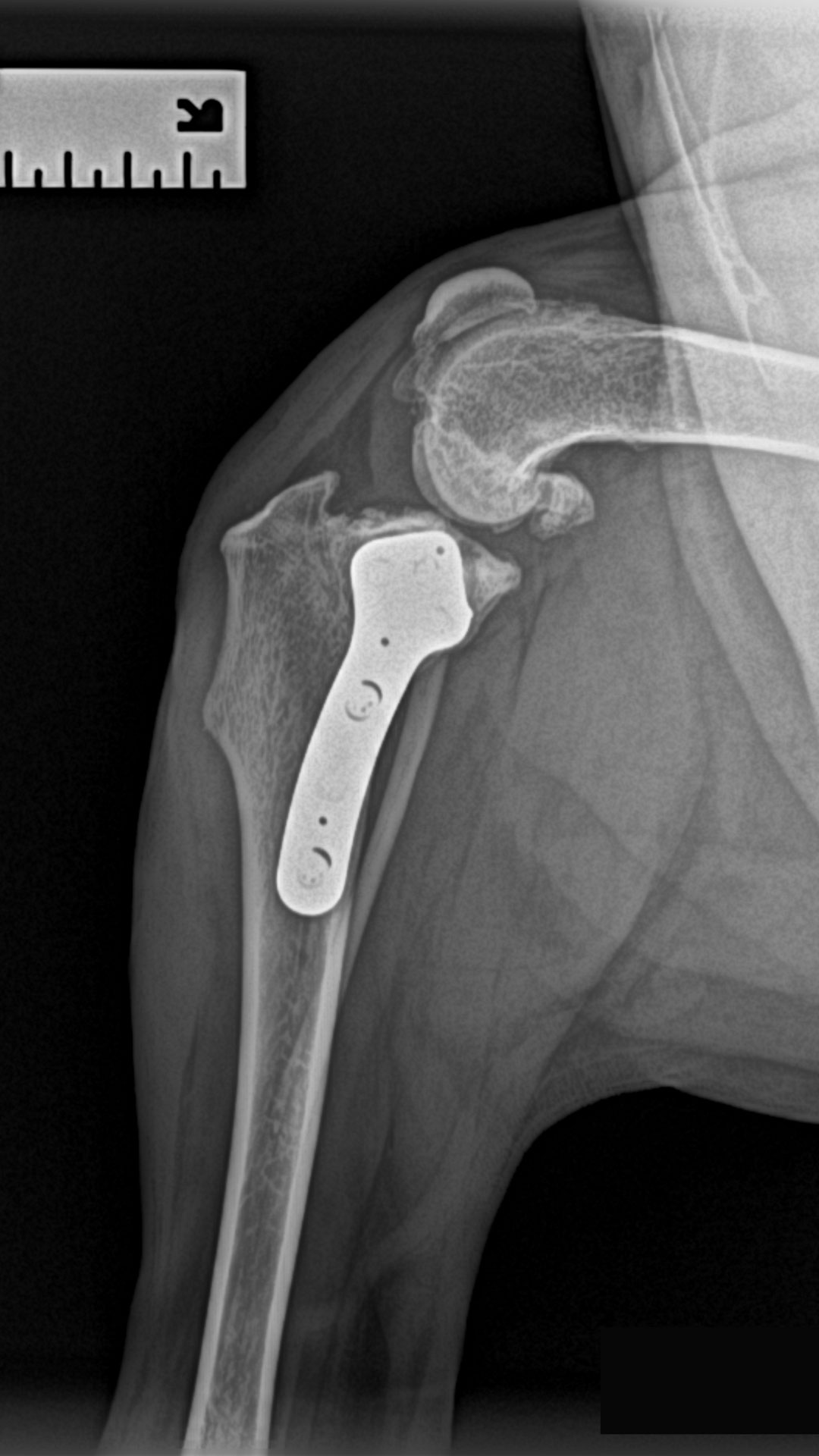 Post-operative TPLO radiograph showing stable plate fixation and corrected tibial plateau alignment