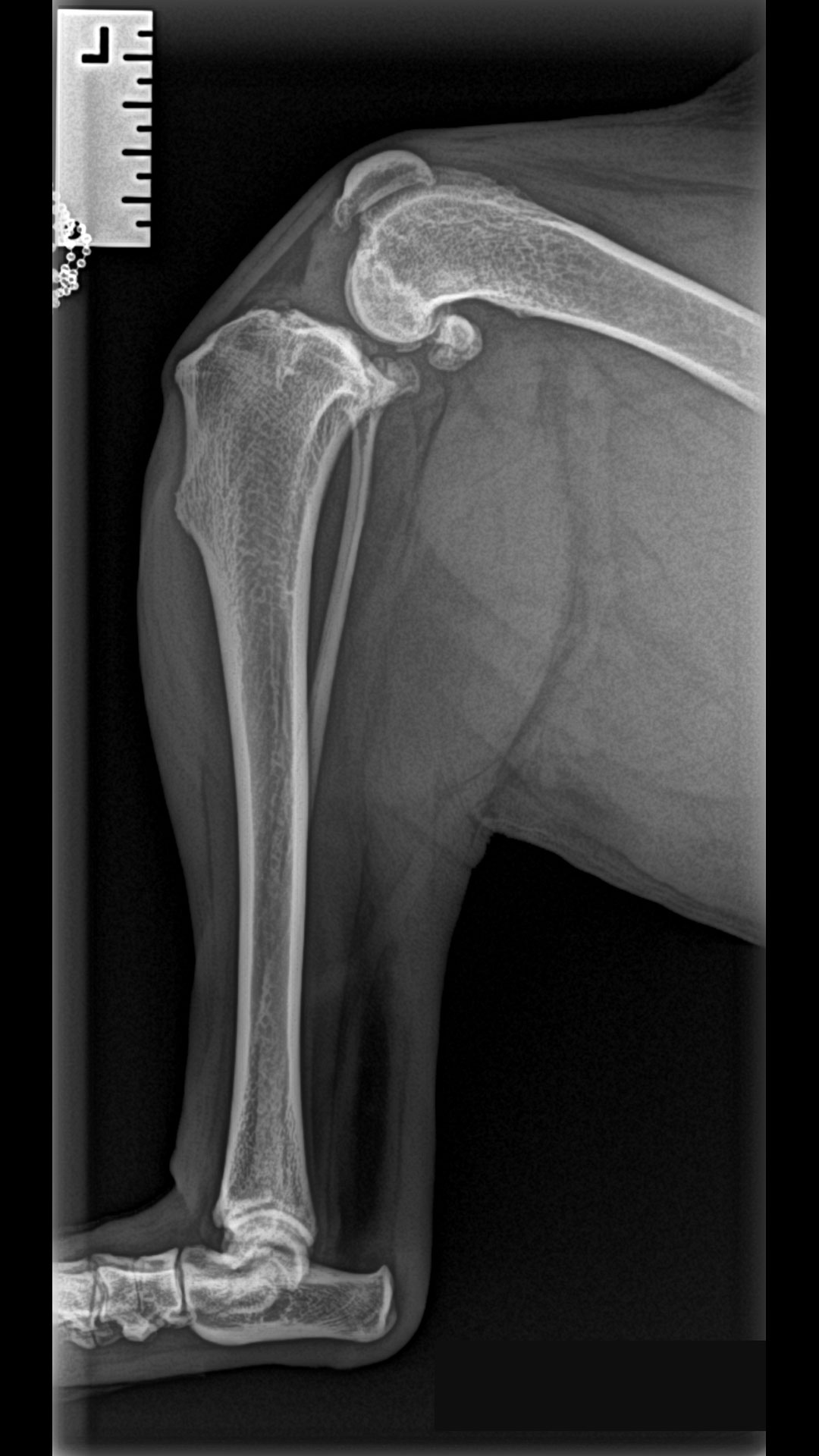 Pre-operative x-rays showing joint effusion in the stifle