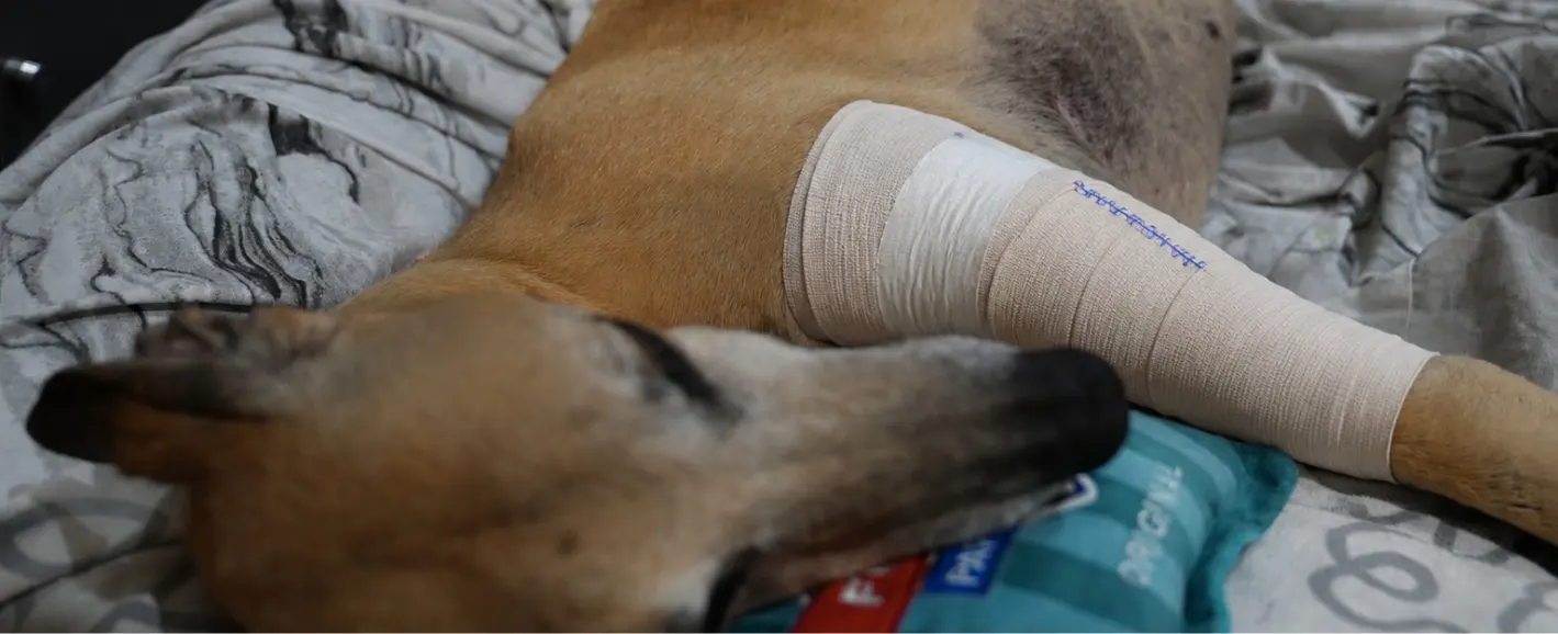 Post-operative recovery of a dog after TPLO surgery at MPS