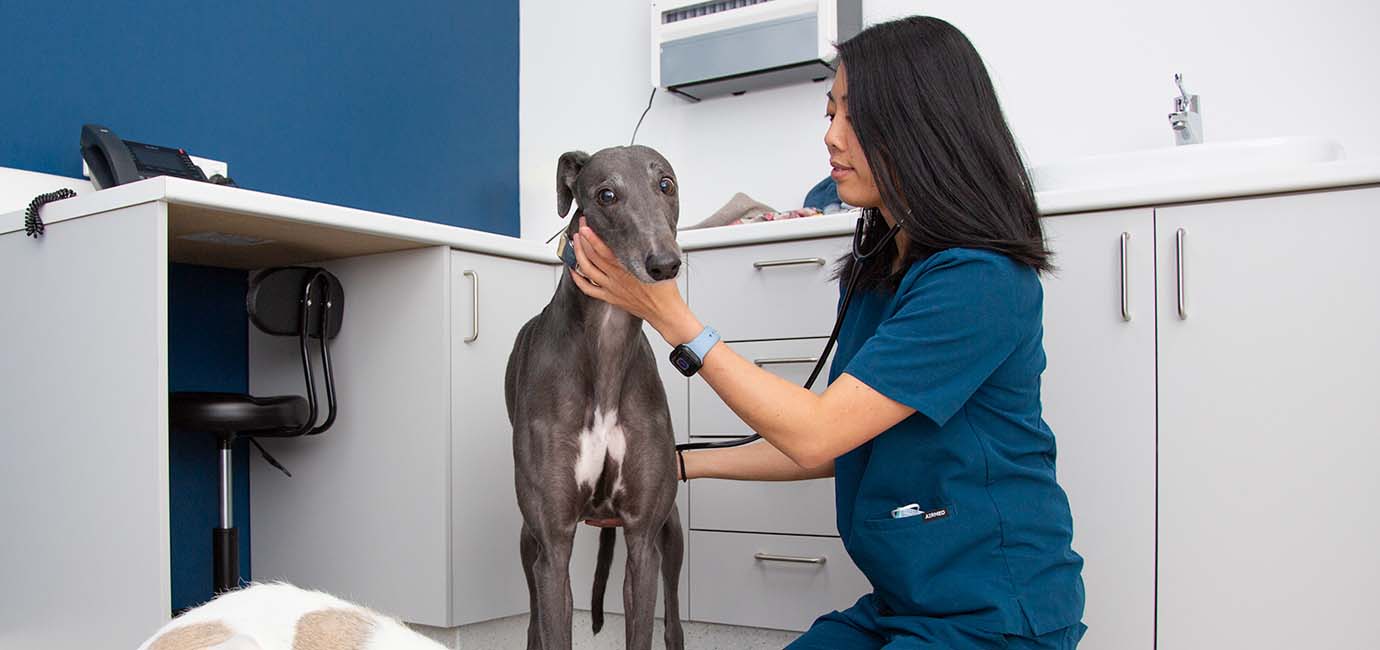 Vet Services